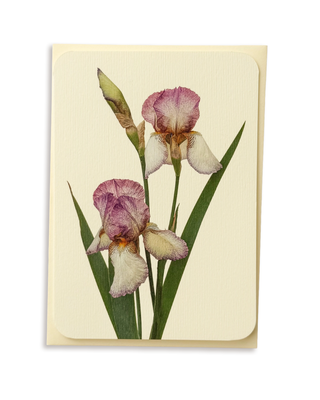 Iris Greeting Card