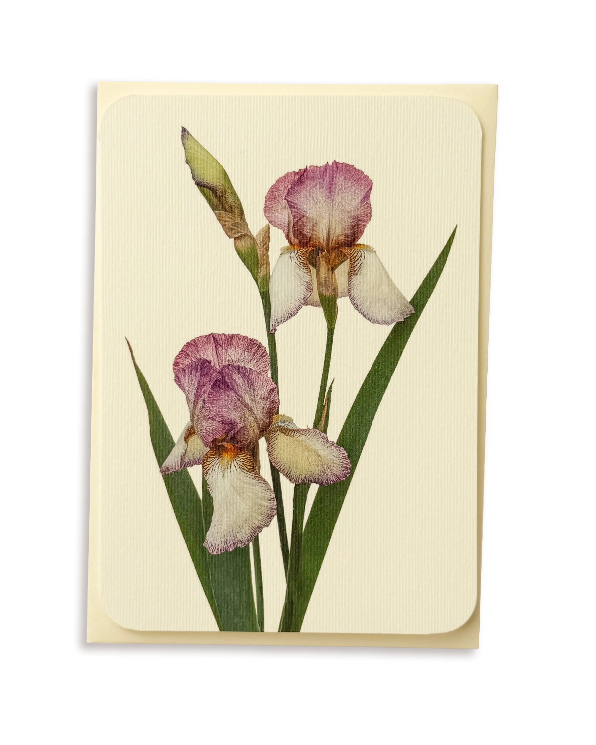 Iris Greeting Card