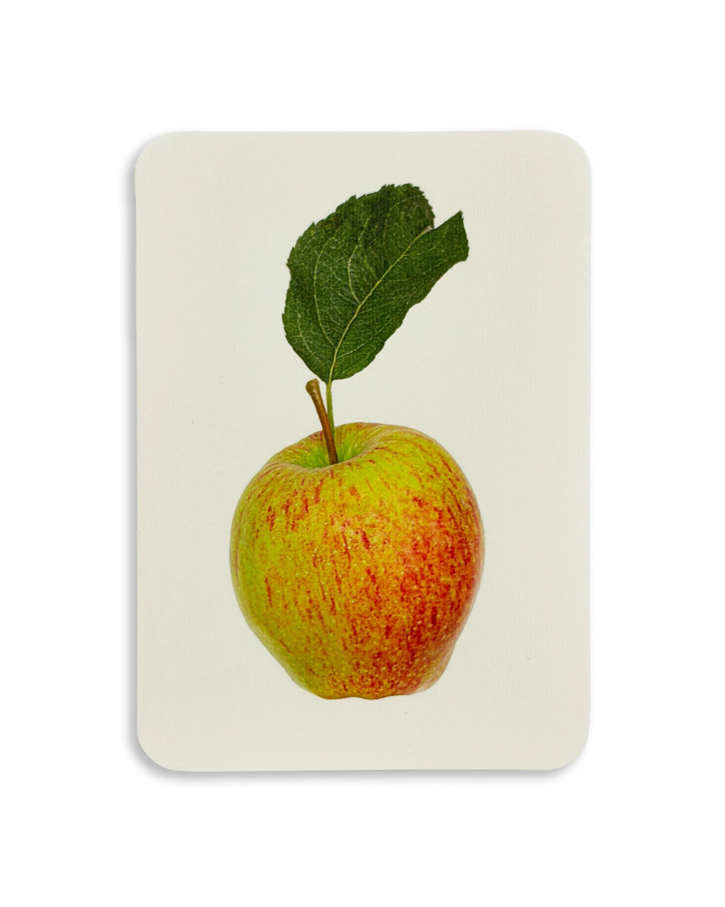 English Garden Apples Mixed Set of 6 Greeting Cards