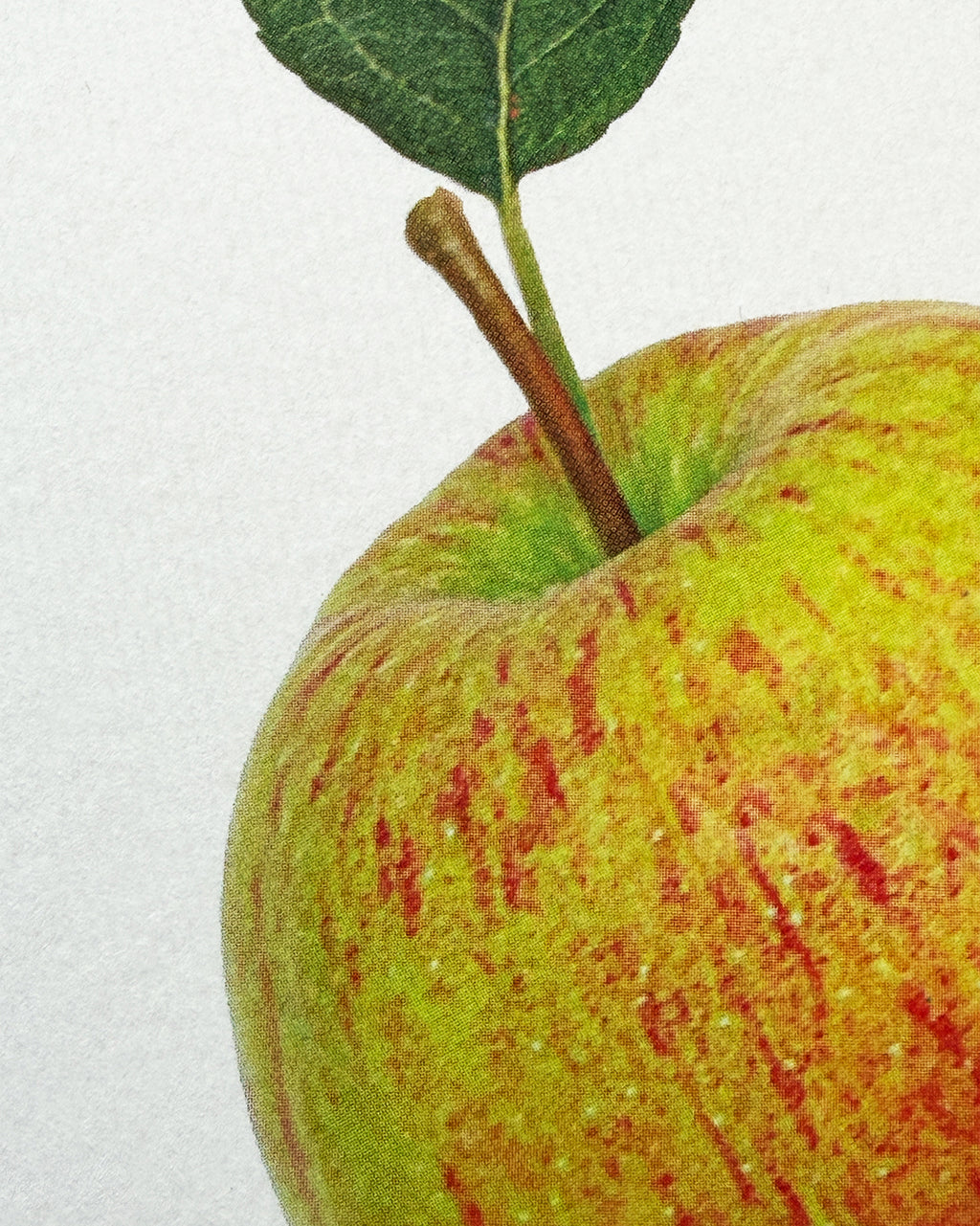 Laxton's Fortune Apple Greeting Card
