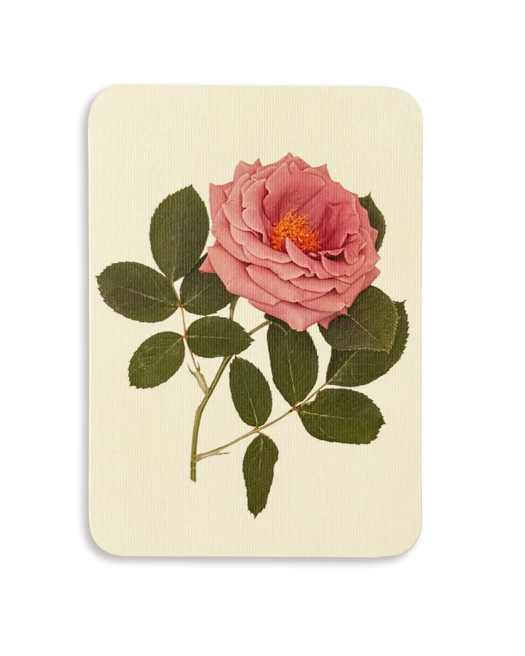 Mauve Rose Greeting Card
