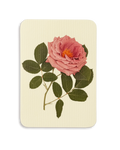 Mauve Rose Greeting Card