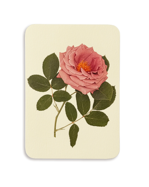 Mauve Rose Greeting Card