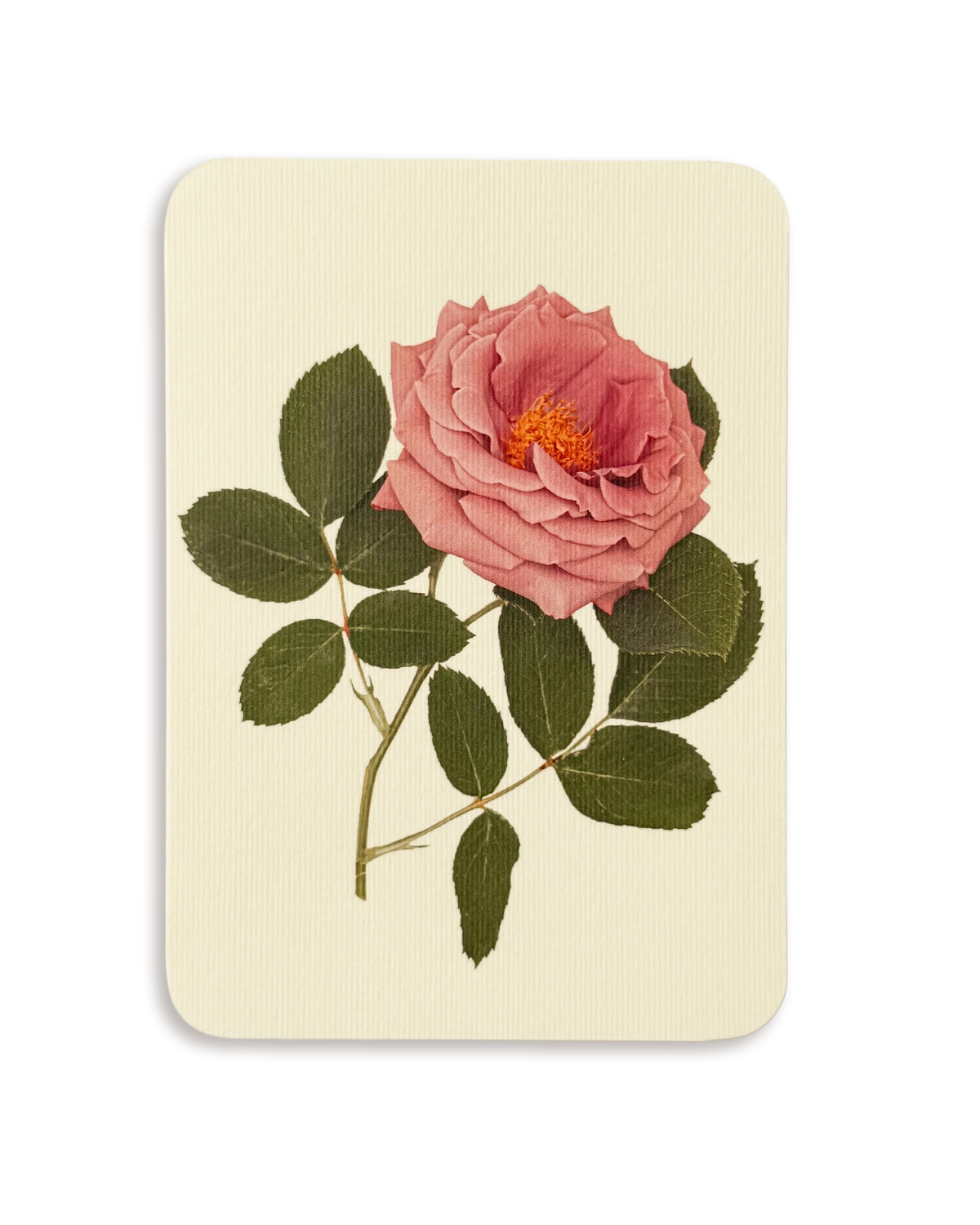 Mauve Rose Greeting Card