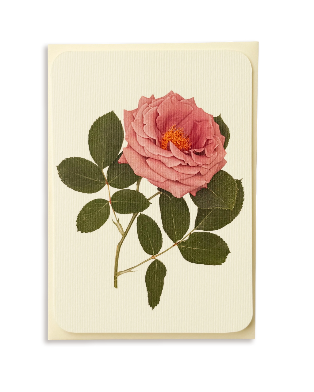 Mauve Rose Greeting Card