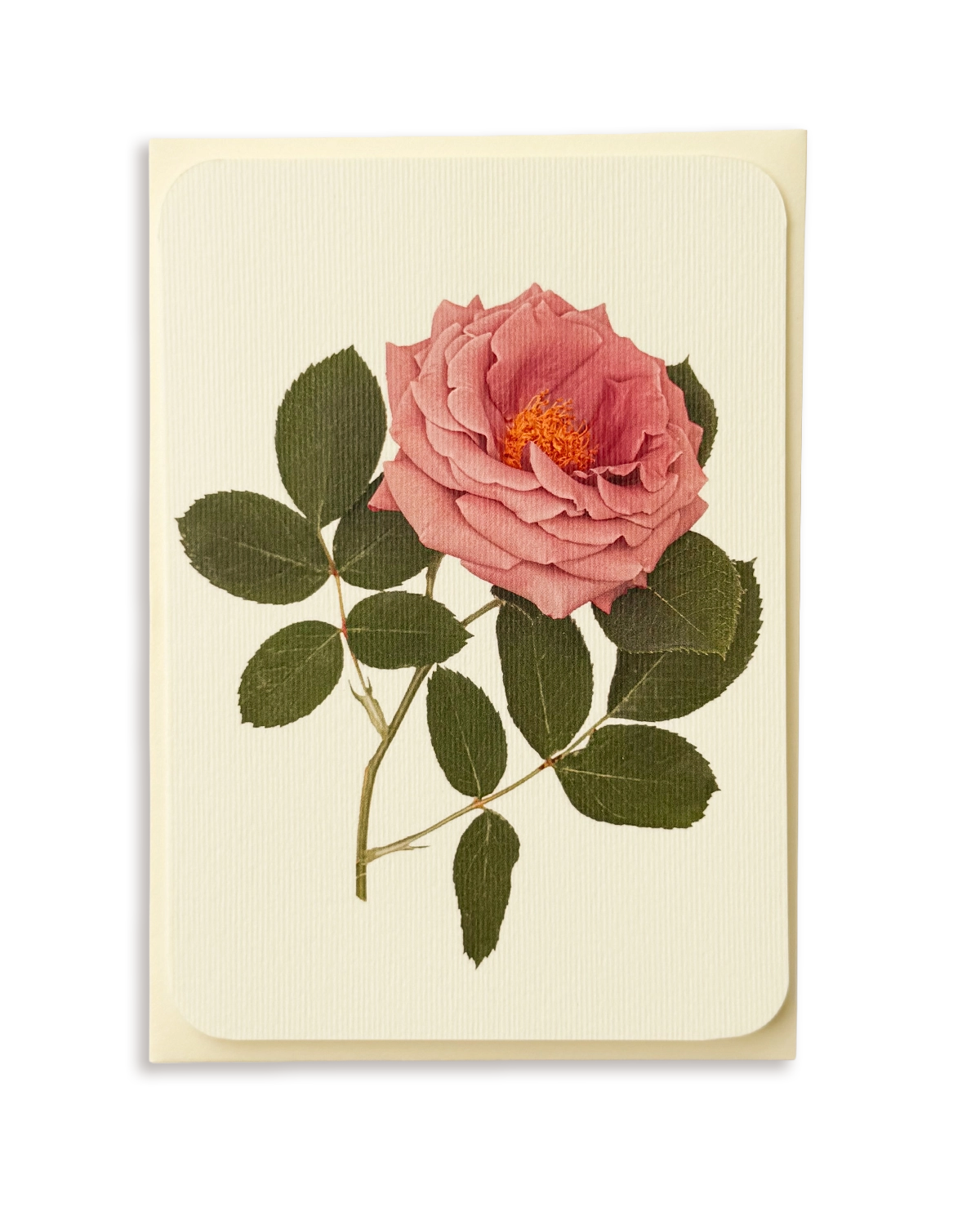Mauve Rose Greeting Card