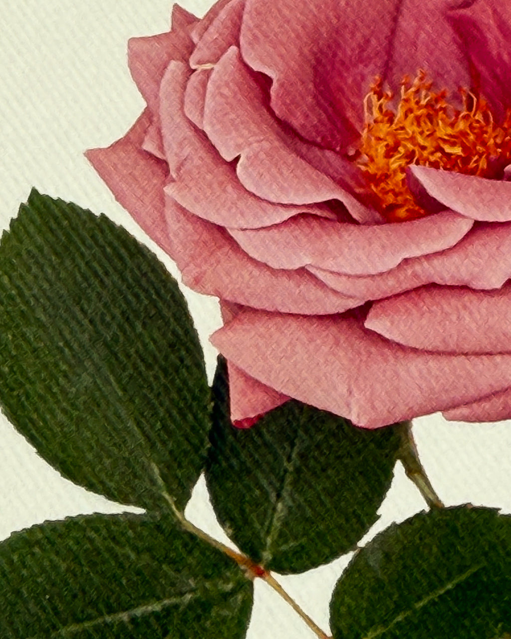 Mauve Rose Greeting Card