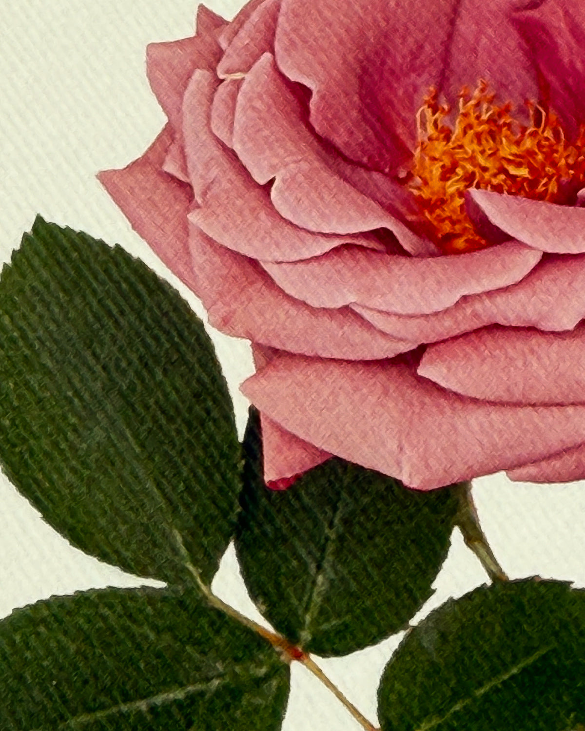 Mauve Rose Greeting Card