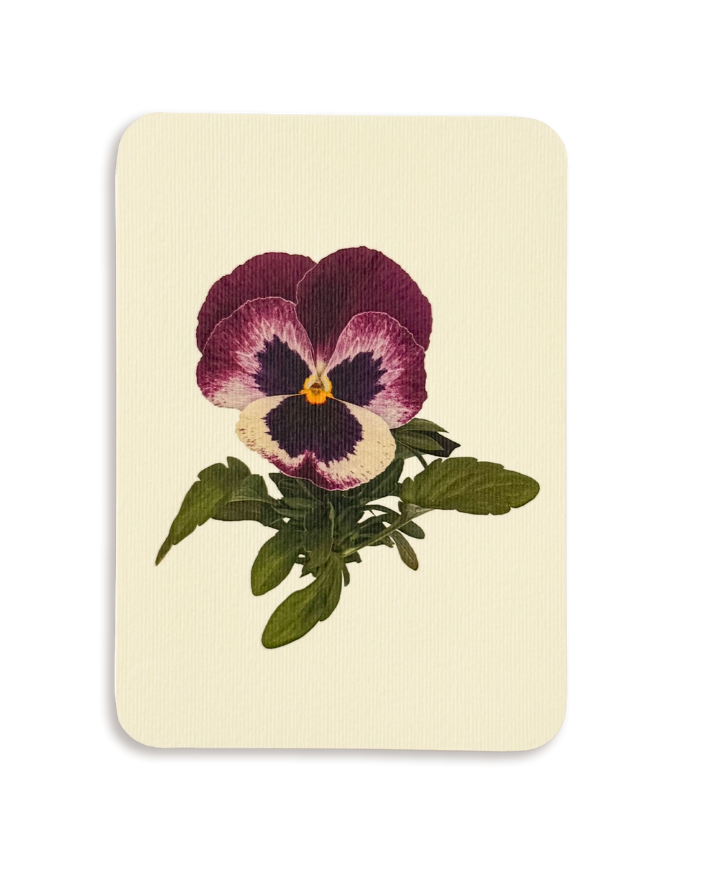 Pansy I Greeting Card
