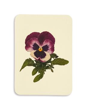 Pansy I Greeting Card