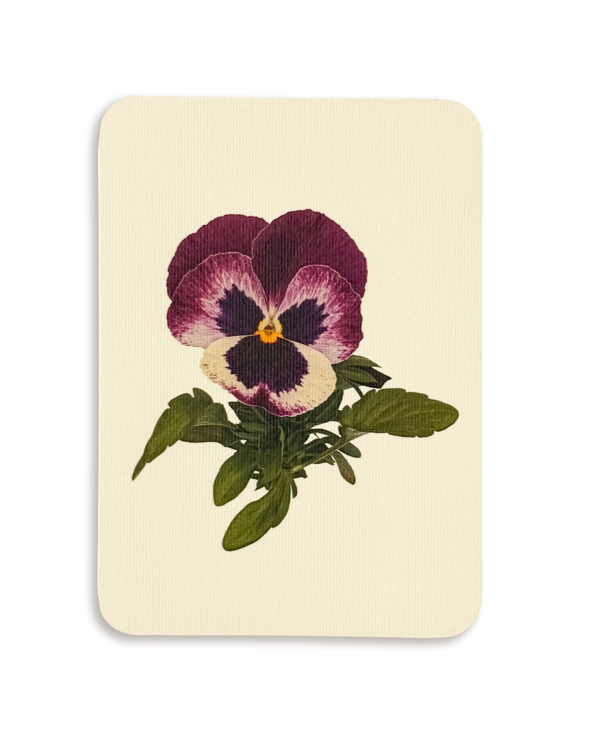 Pansy I Greeting Card
