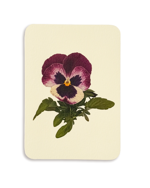 Pansy I Greeting Card