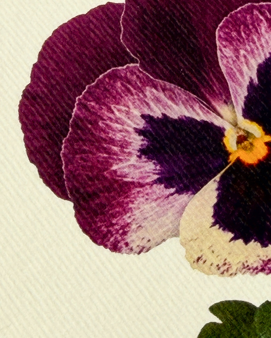 Pansy I Greeting Card