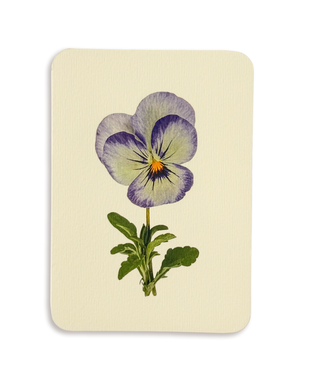Pansy II Greeting Card