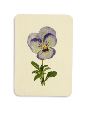 Pansy II Greeting Card