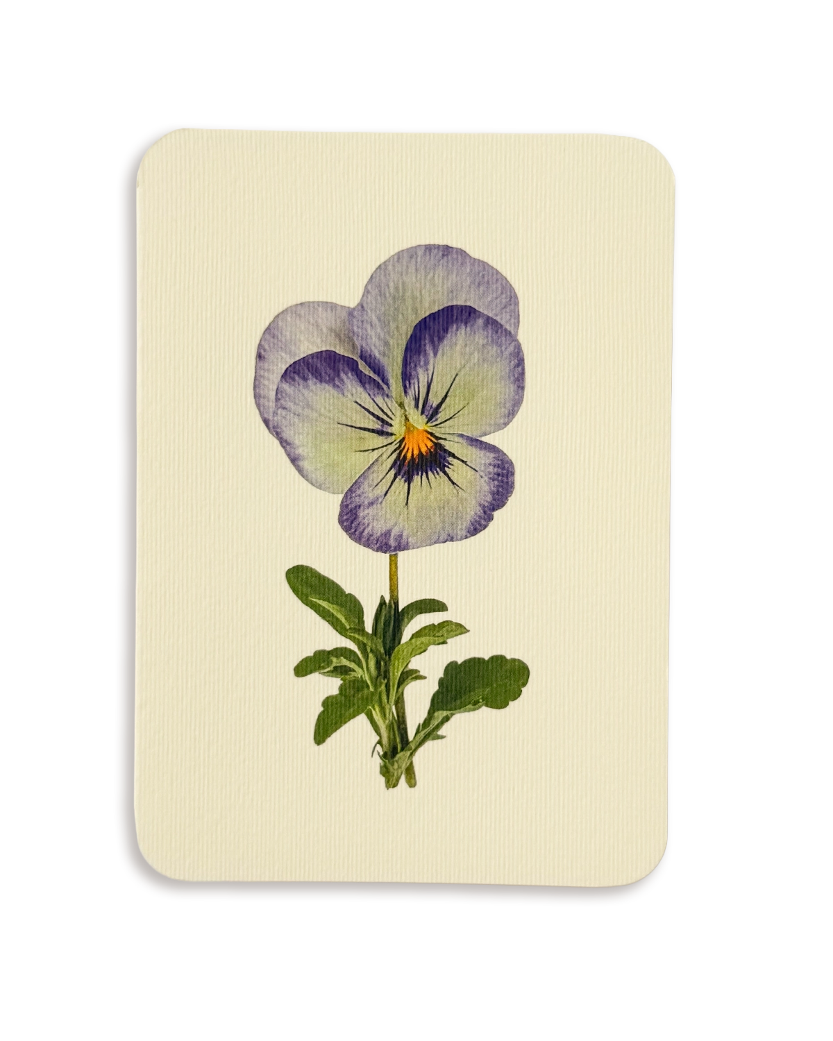Pansy II Greeting Card