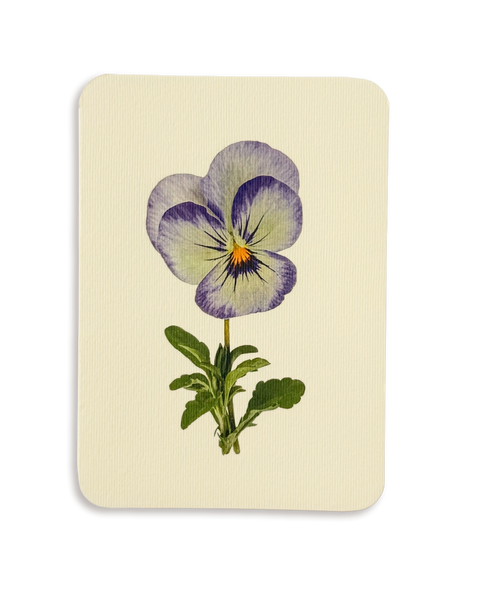 Pansy II Greeting Card