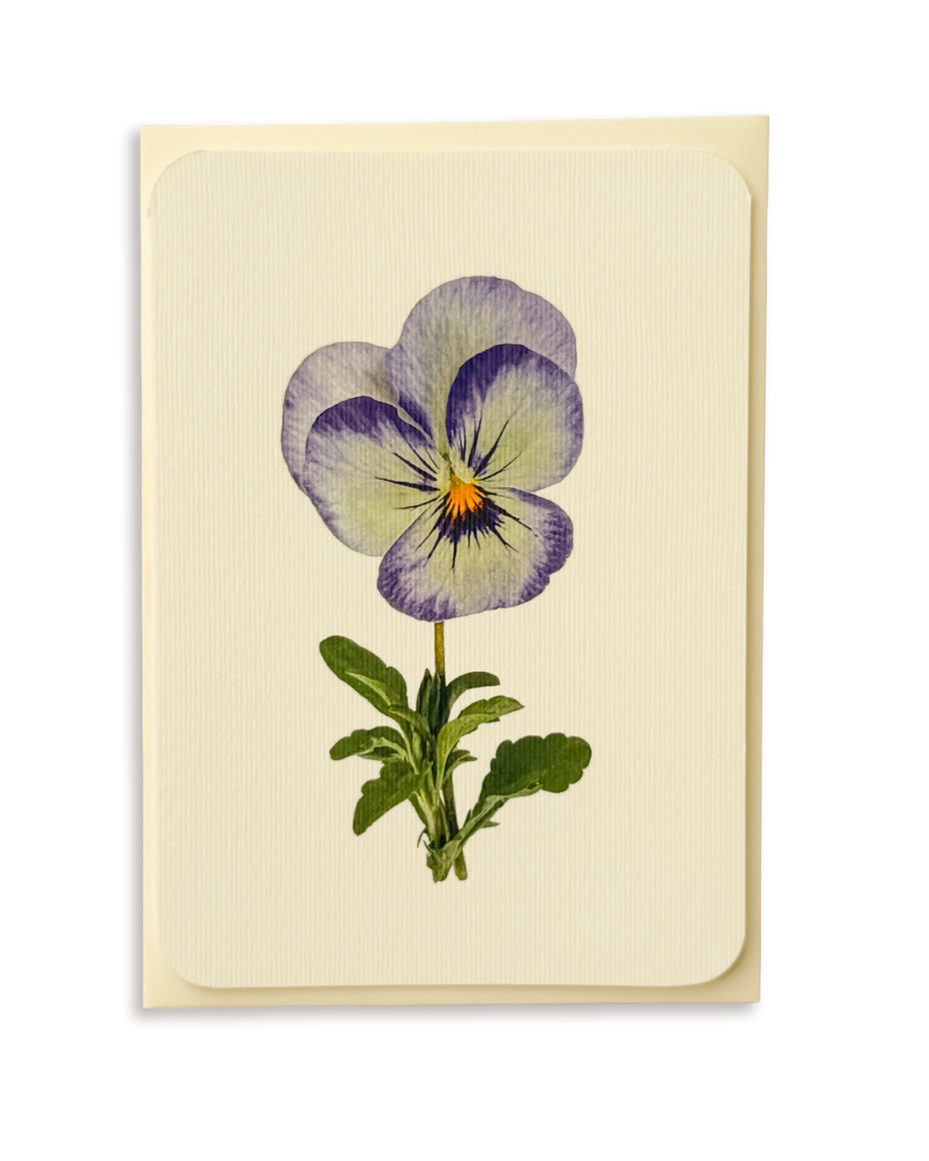 Pansy II Greeting Card