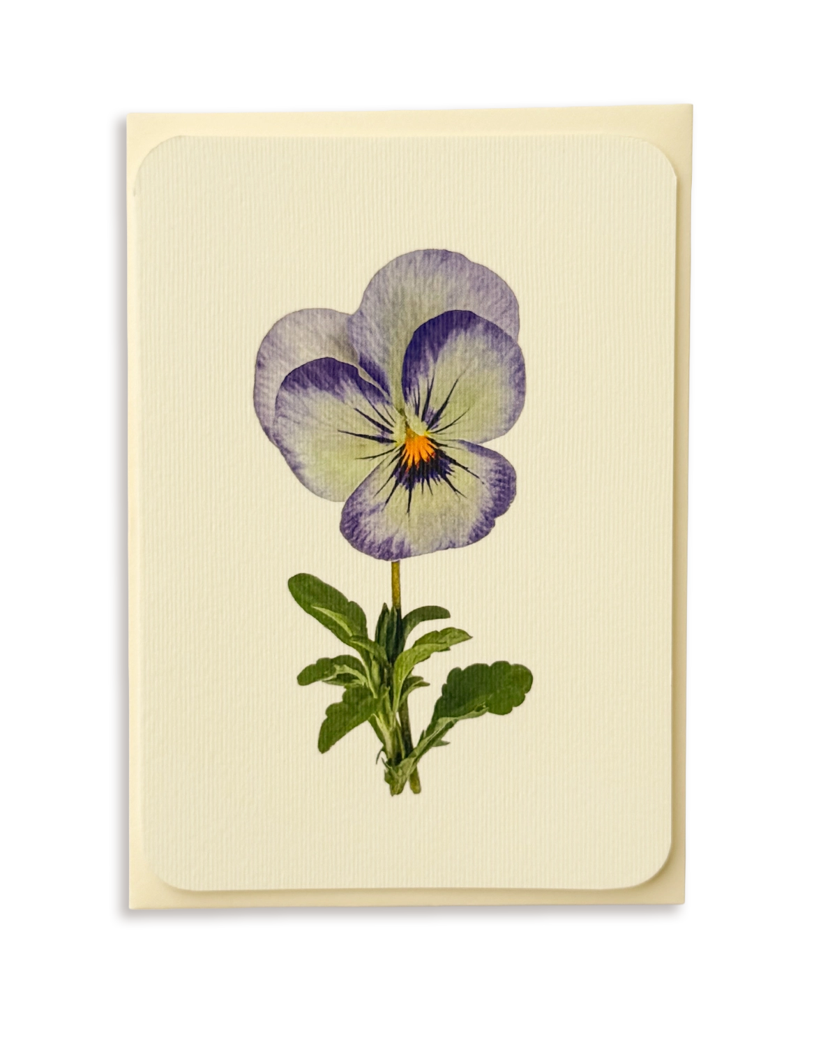 Pansy II Greeting Card