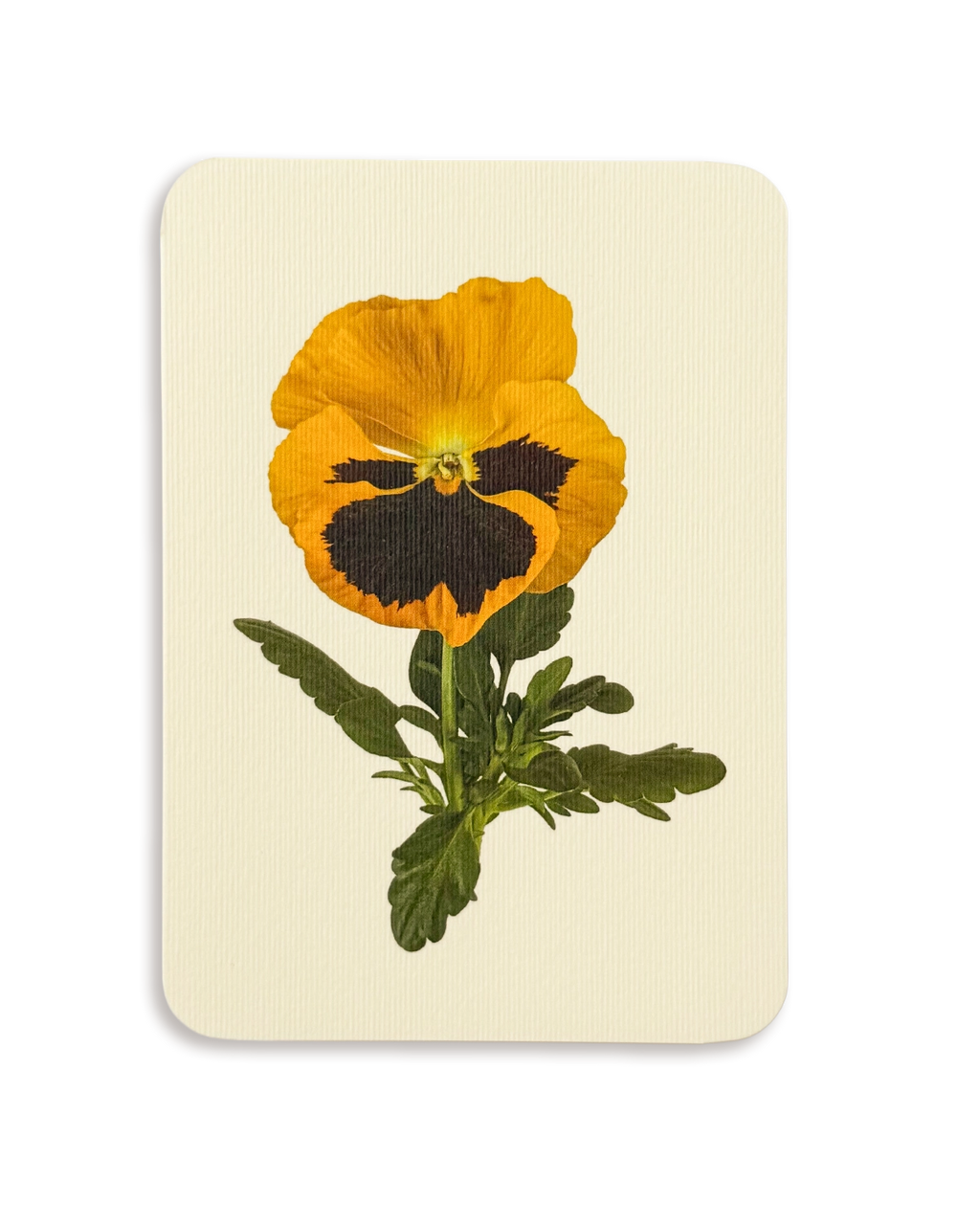 Pansy III Greeting Card