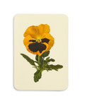 Pansy III Greeting Card