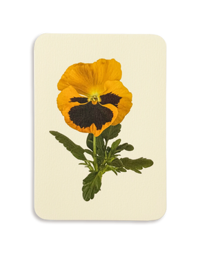 Pansy III Greeting Card