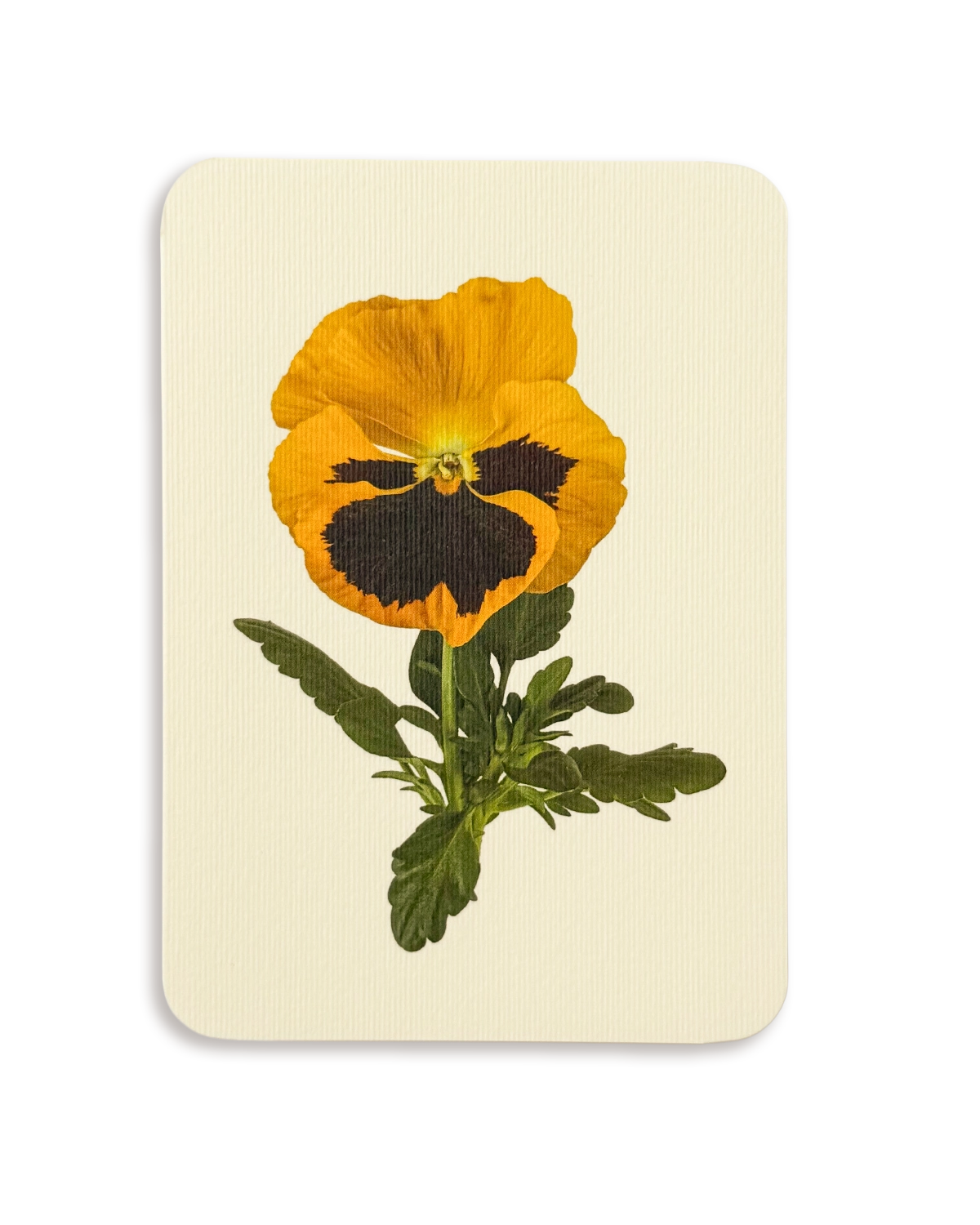 Pansy III Greeting Card