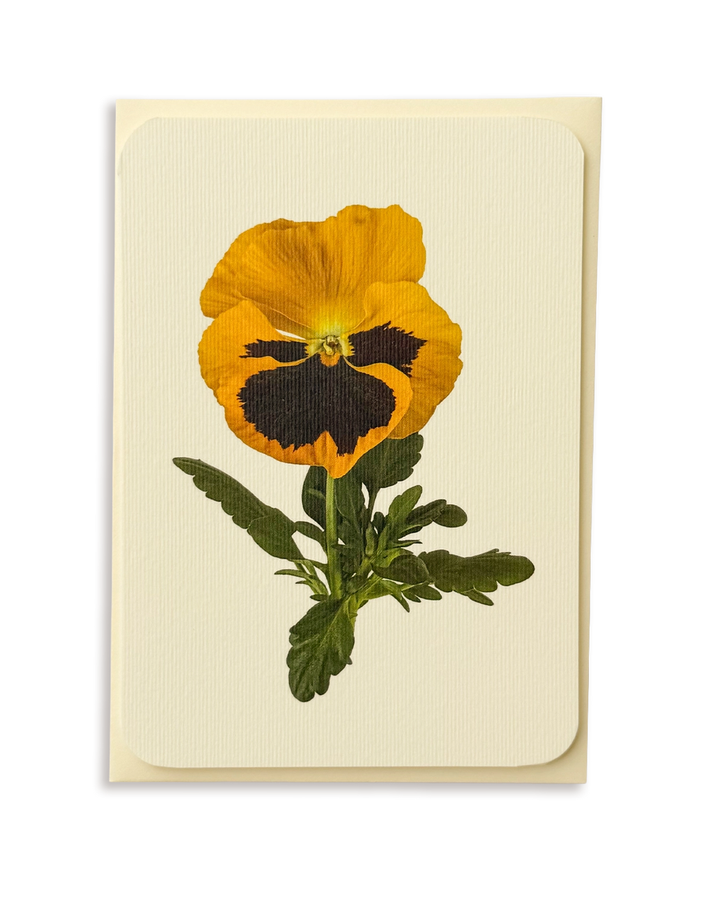 Pansy III Greeting Card