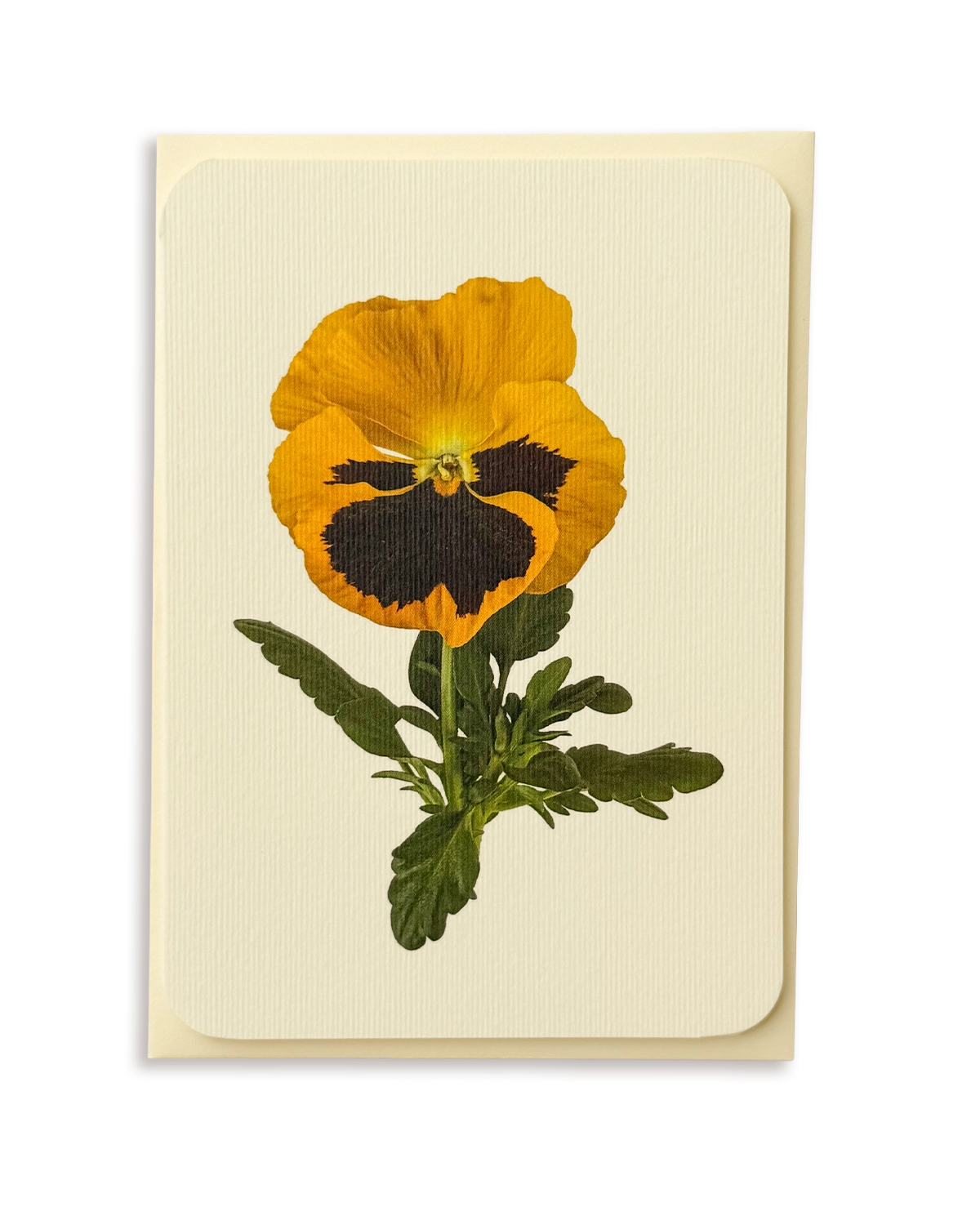 Pansy III Greeting Card