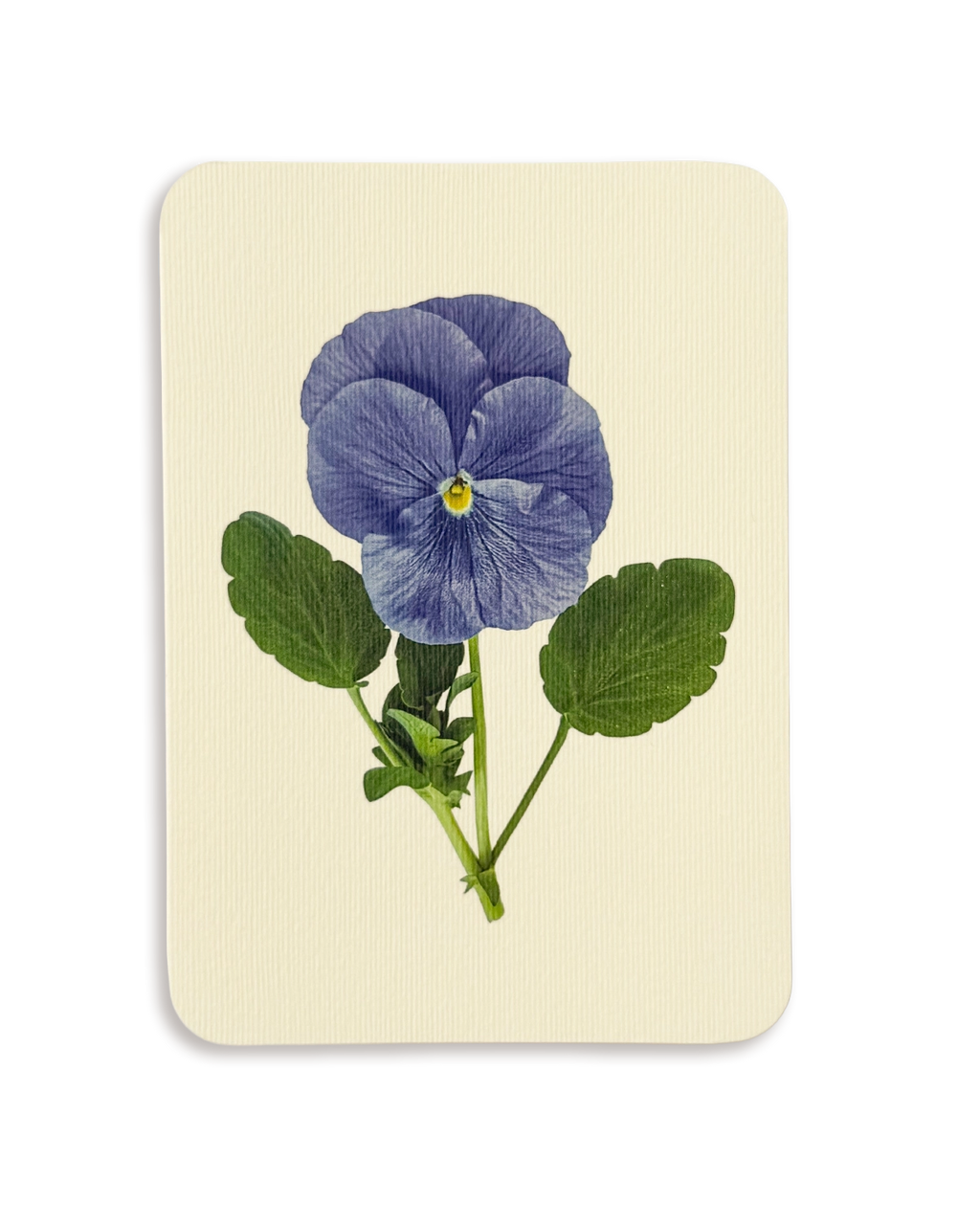 Pansy IV Greeting Card