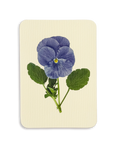 Pansy IV Greeting Card