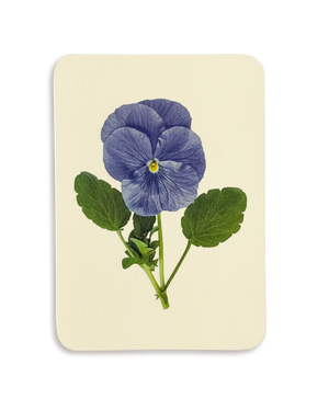 Pansy IV Greeting Card