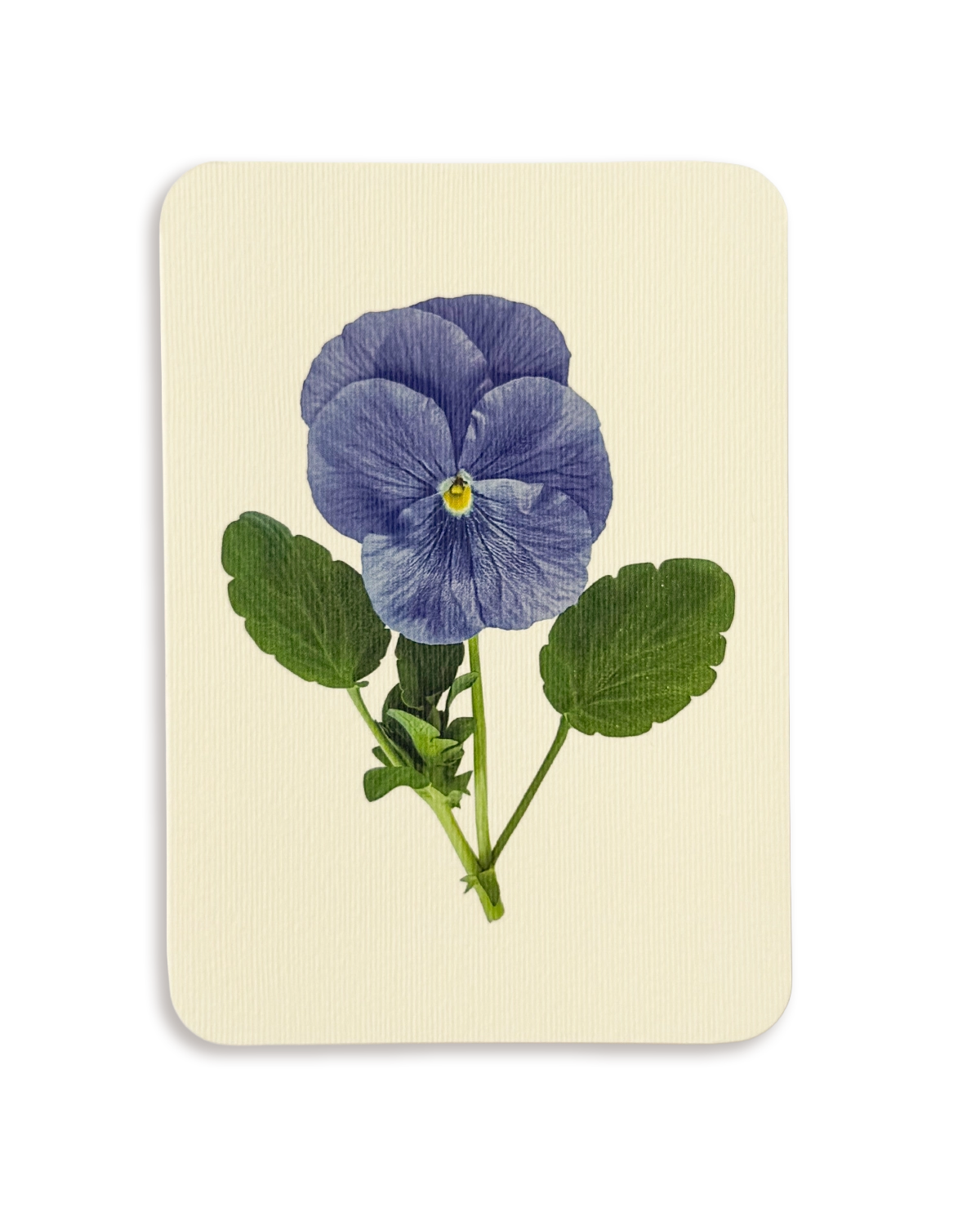 Pansy IV Greeting Card