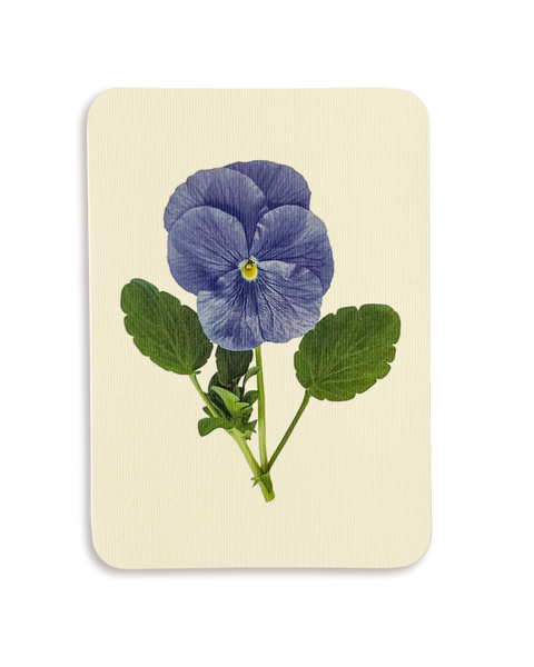 Pansy IV Greeting Card