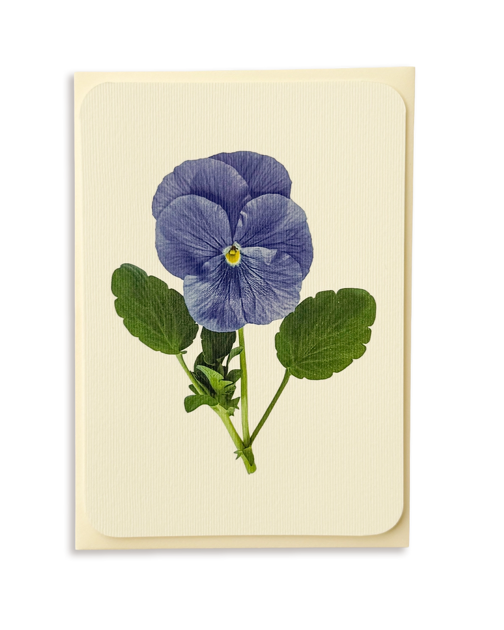 Pansy IV Greeting Card