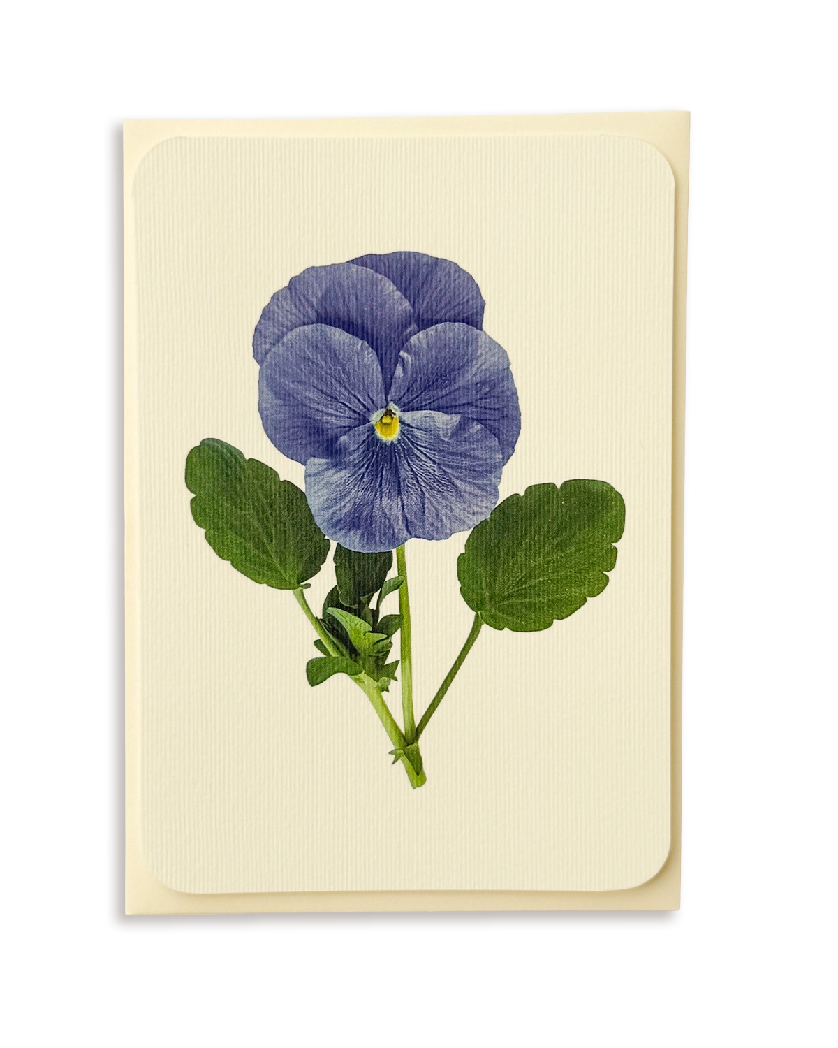 Pansy IV Greeting Card