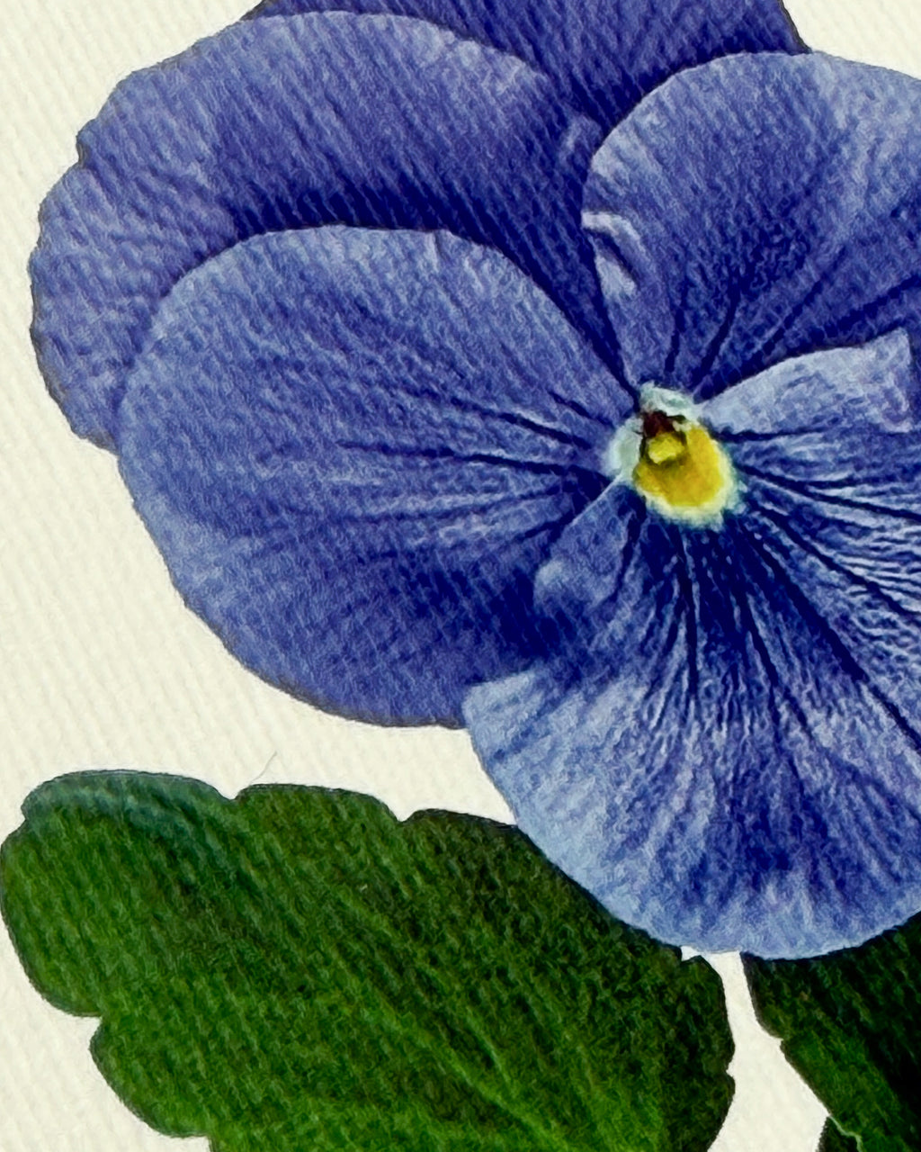 Pansy IV Greeting Card