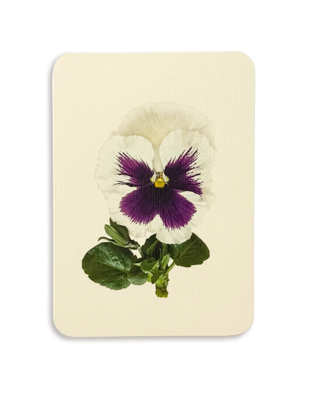 Pansy V Greeting Card