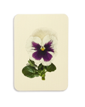 Pansy V Greeting Card