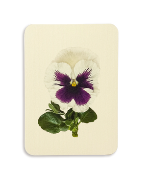 Pansy V Greeting Card
