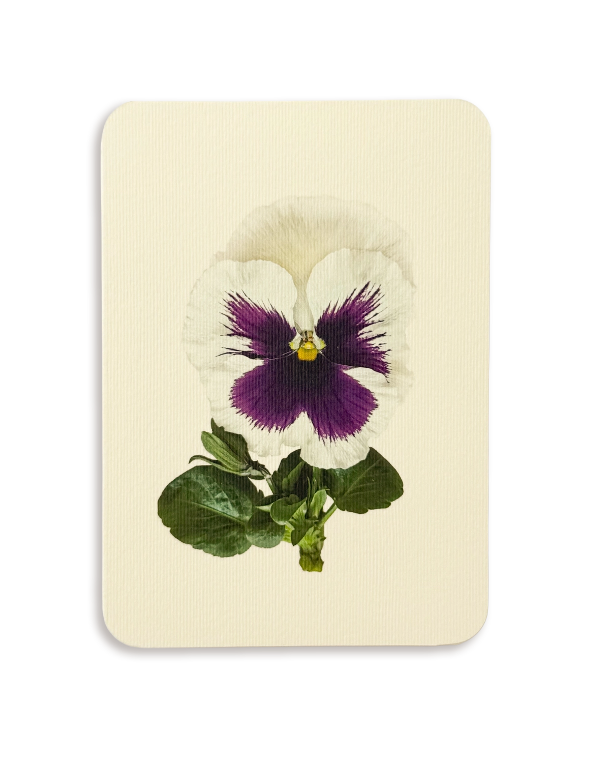 Pansy V Greeting Card