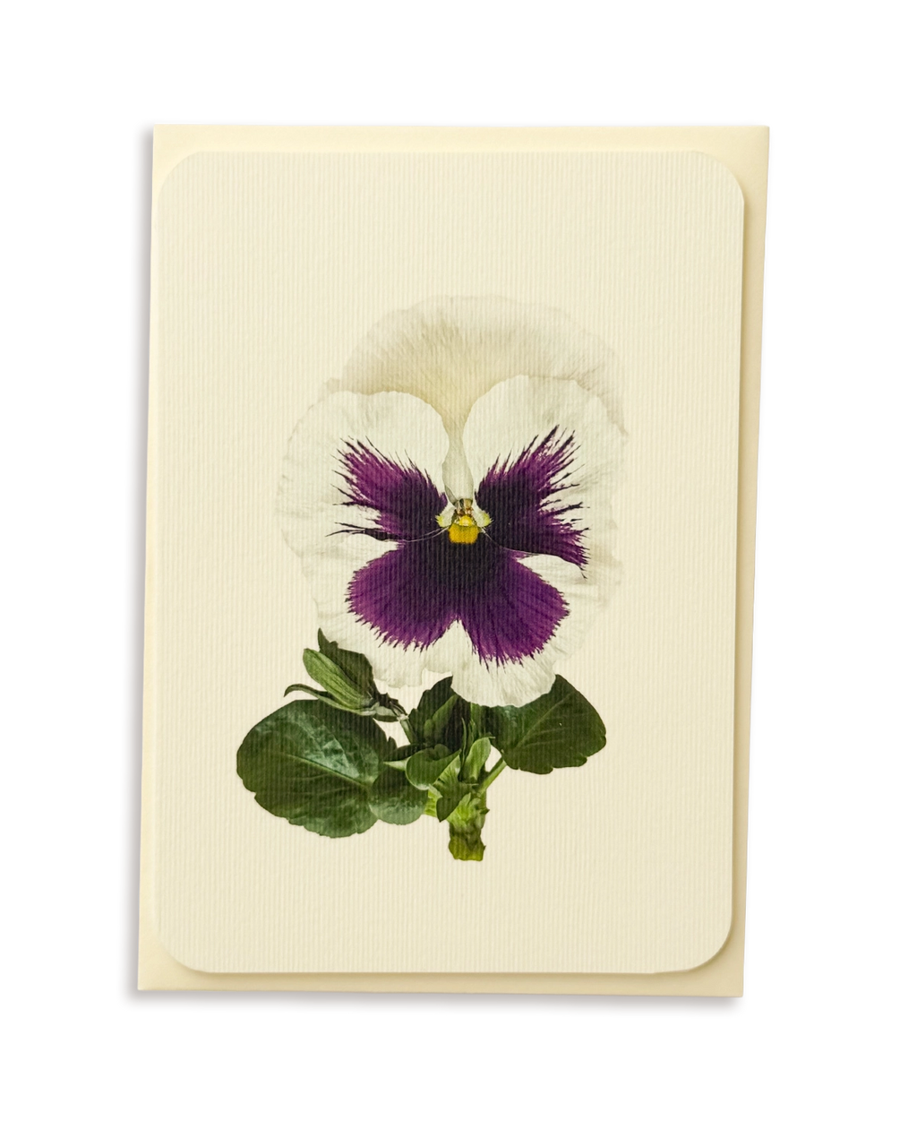 Pansy V Greeting Card