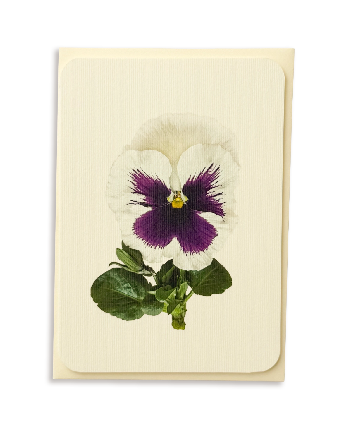 Pansy V Greeting Card