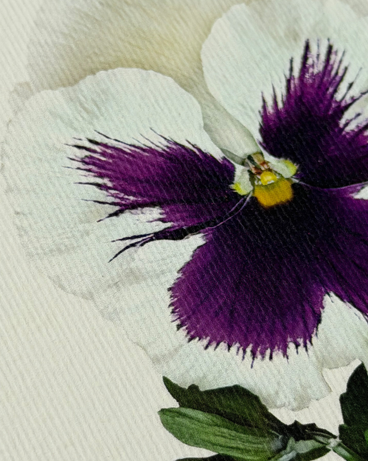 Pansy V Greeting Card