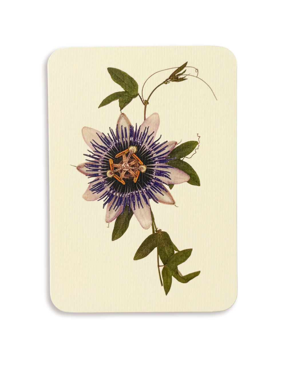 Passion Flower Greeting Card