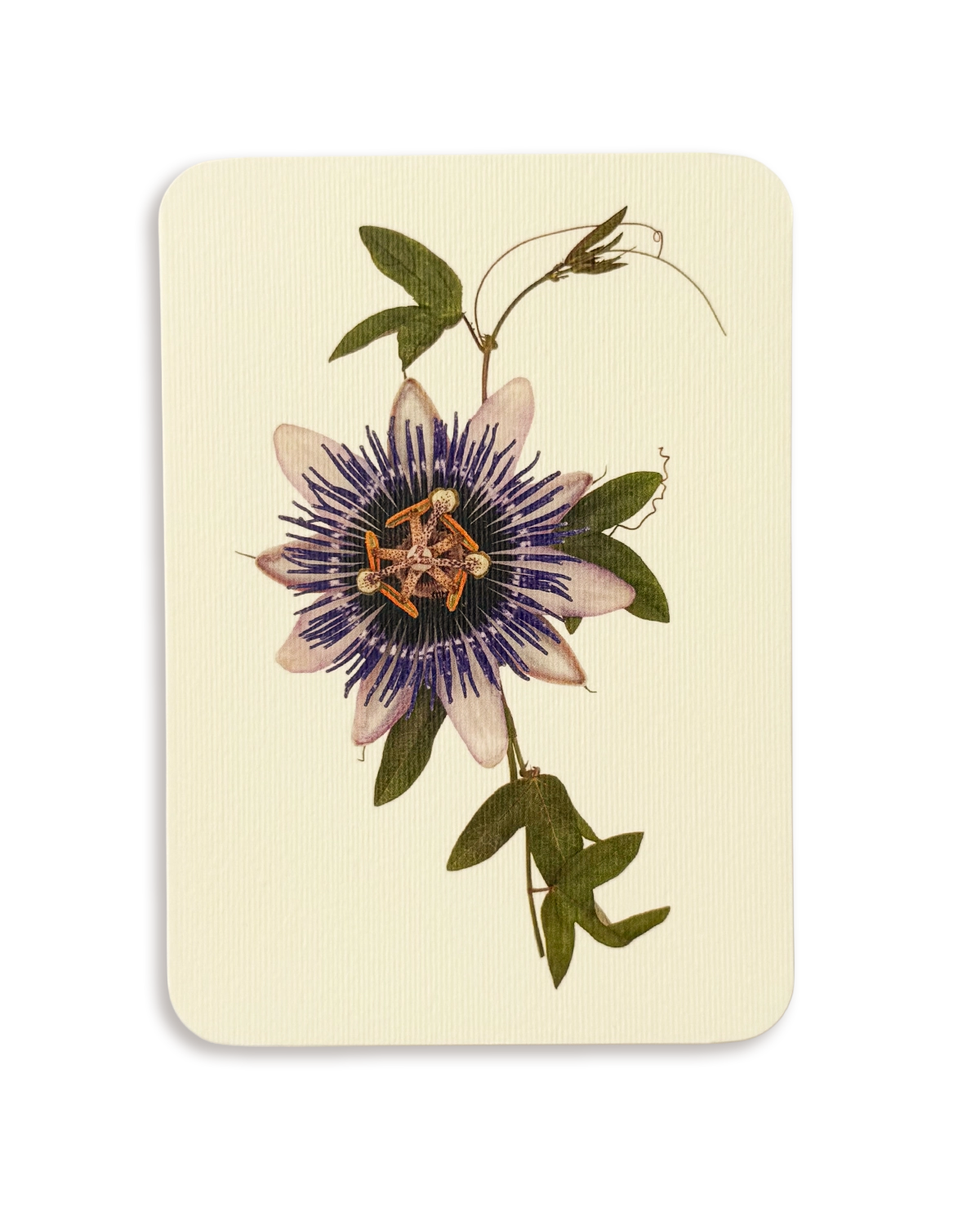 Passion Flower Greeting Card