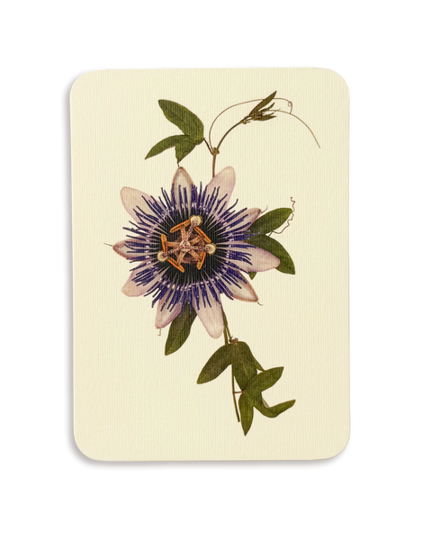 Passion Flower Greeting Card