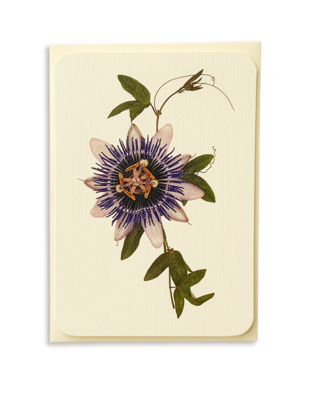 Passion Flower Greeting Card