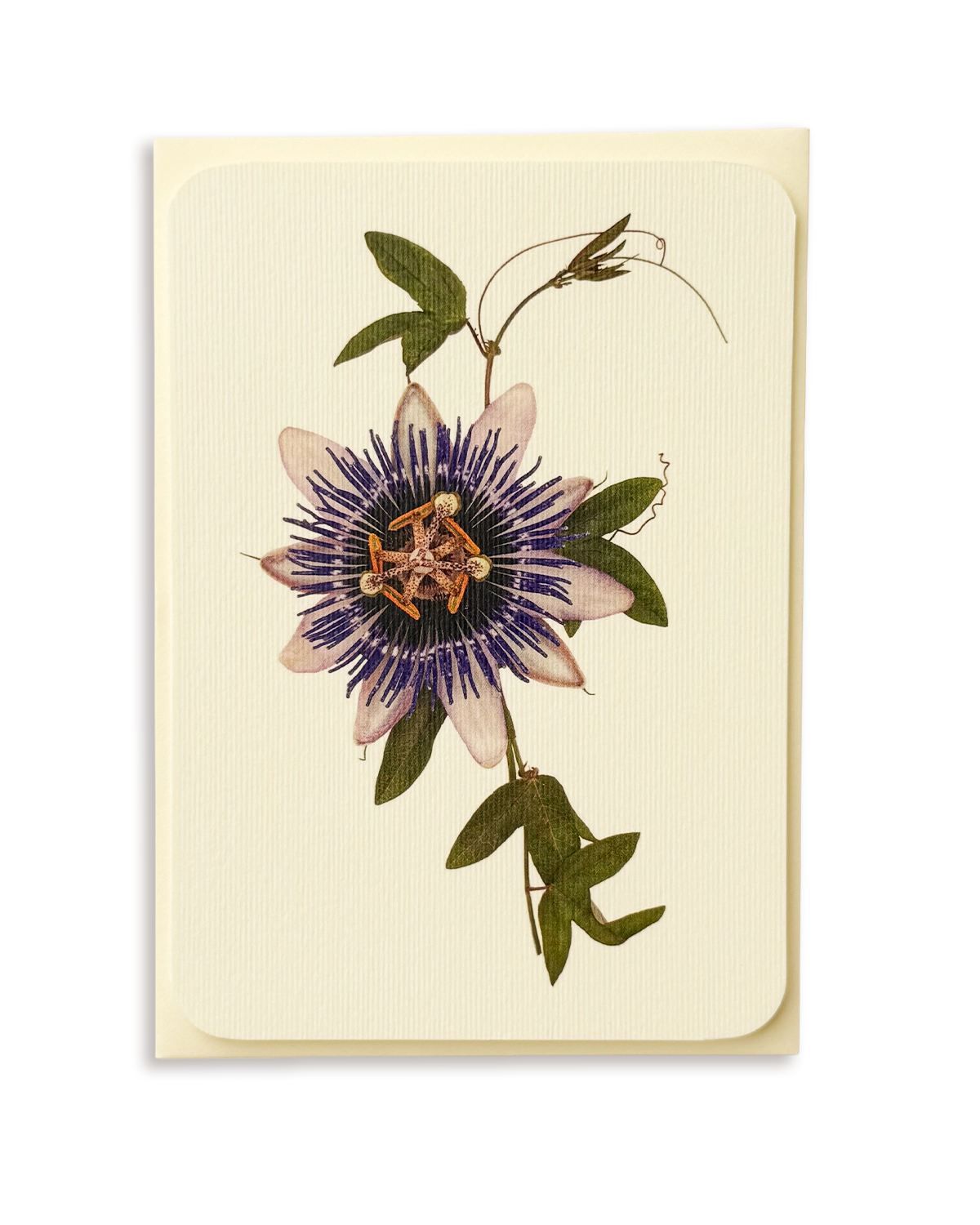 Passion Flower Greeting Card