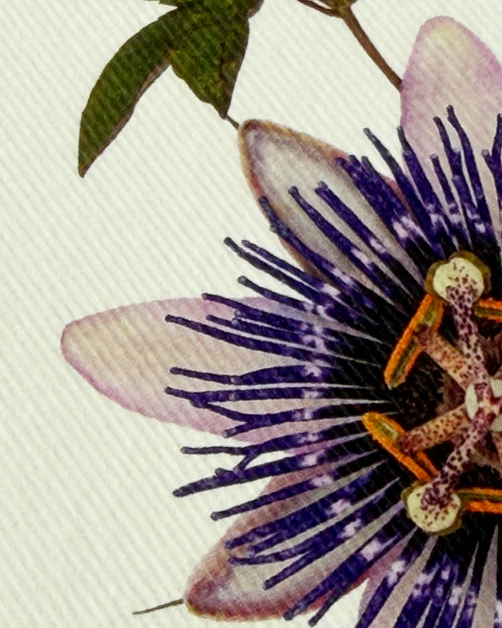 Passion Flower Greeting Card